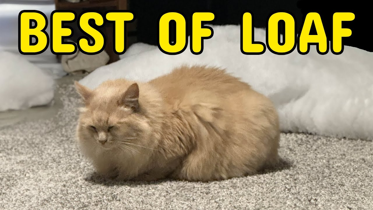 THE ALL TIME BEST OF LOAF Cat :)